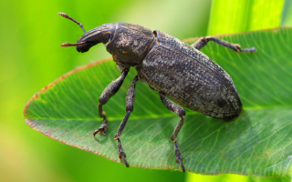Свекольный долгоносик