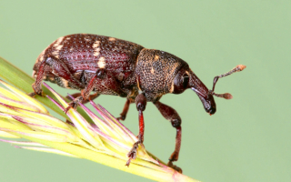 Сосновый долгоносик