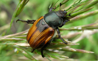 Хлебный жук