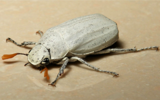 Скарабей белый