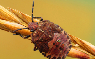 Черноусый щитник