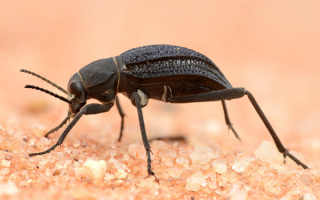 Бронзовый жук