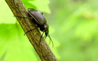 Бронзовый красотел