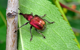Вишневый долгоносик