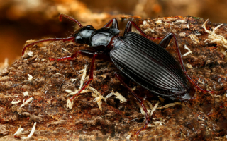 Волосистая жужелица