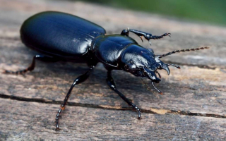 Головастая жужелица