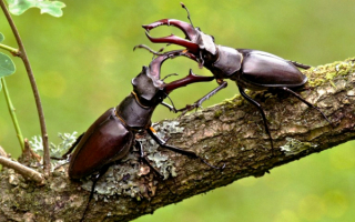 Два жука оленя