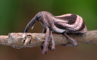 Долгоносик на ветке