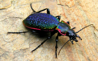 Жужелица Авинова