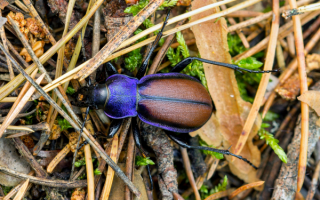 Жужелица Шонхера