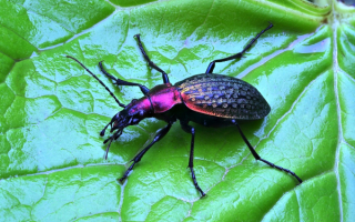 Жужелица Шренка