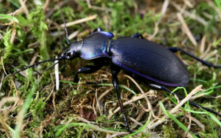 Жужелица венгерская