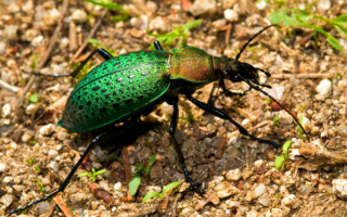 Жужелица изумрудная