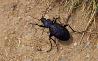 Жужелица кавказская