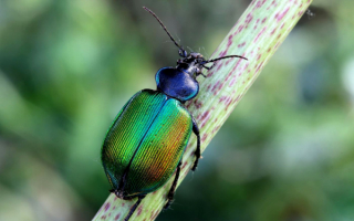 Жужелица красотел