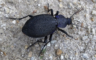 Жужелица крымская