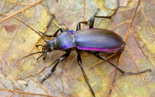 Жужелица лопатина