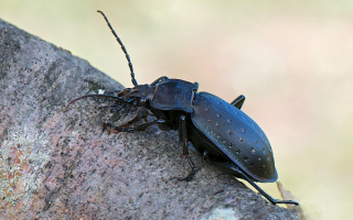 Жужелица на дереве
