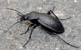 Жужелица черная Лесная