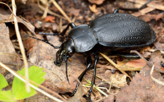Жужелица шагреневая