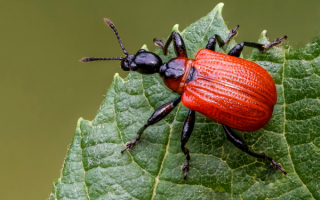 Жук березовый листоед