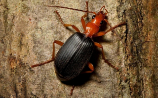 Жук бомбардир