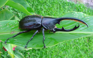 Жук геркулес на зеленом листе