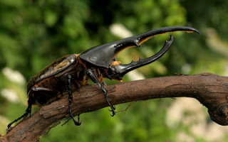 Жук геркулес