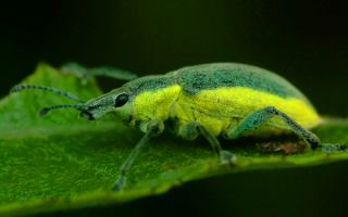 Жук долгоносик листовой