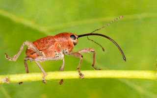 Жук желудевый долгоносик