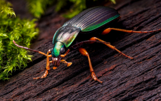 Жук жужелица