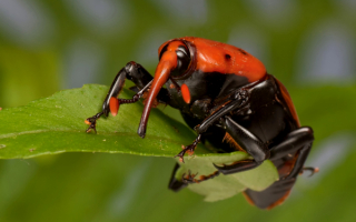 Жук летающий слоник