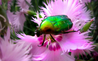 Жук  на цветке