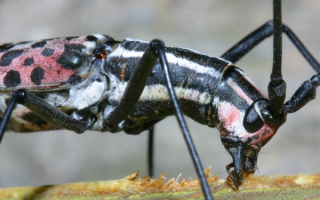 Жук усач грызет кору