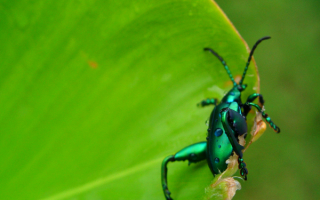 Жук листоед обедает