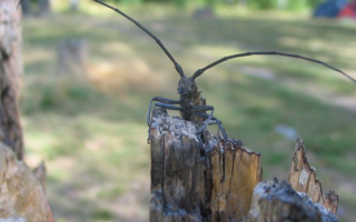 Жук усач дровосек