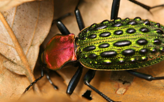 Красивый жук