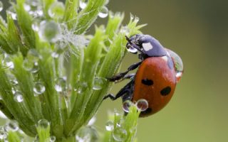 Божья коровка на траве