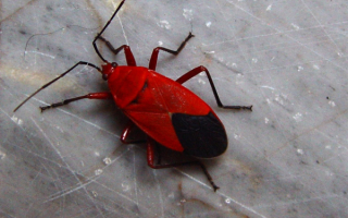 Красный листоед