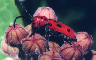 Жук на цветах