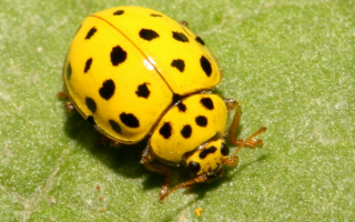 Божья коровка на листе