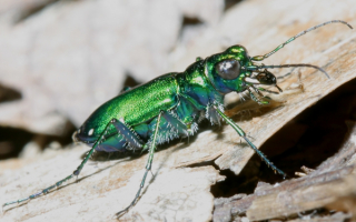 Зеленый жук