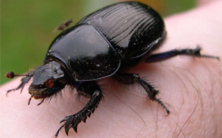 Жук скарабей