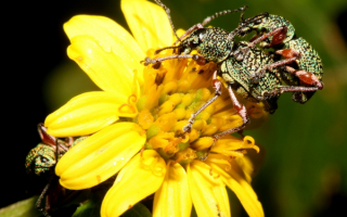 Долгоносики на цветке