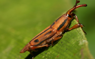 Коричневый долгоносик