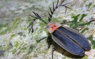 Жук светлячок