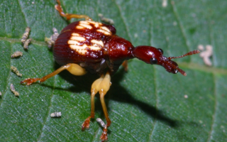 Вьетнамский долгоносик