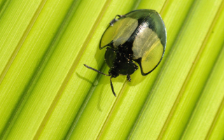 Жук черепаха