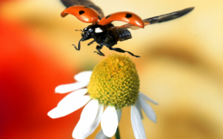 Божья коровка в полете