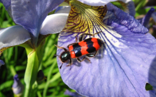 Пчелиный жук